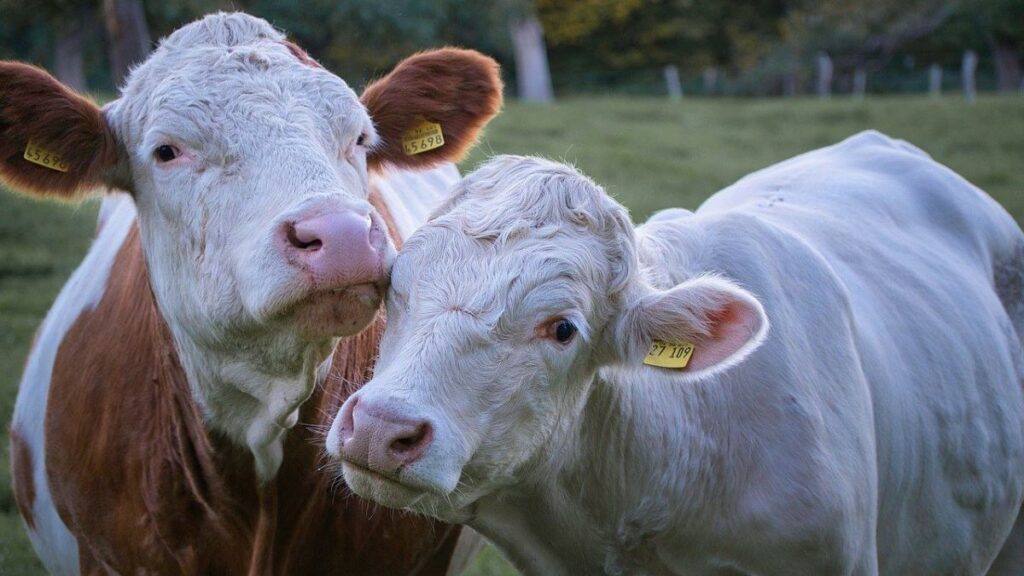 animal health represented by two cows with tags in their ears